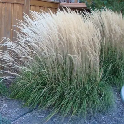 Вейник КАРЛ ФОРСТЕР остроцветковый в Гродно