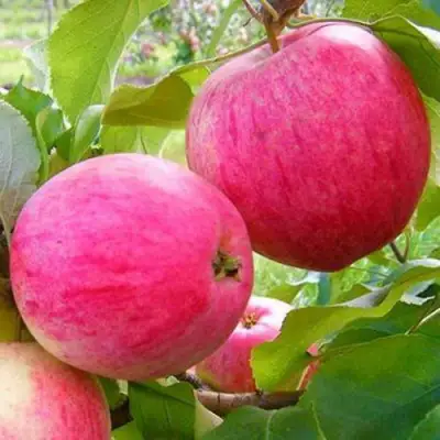 Яблоня РОЗОВЫЙ НАЛИВ в Гродно