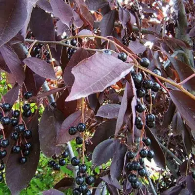 Черемуха виргинская ШУБЕРТ в Гродно