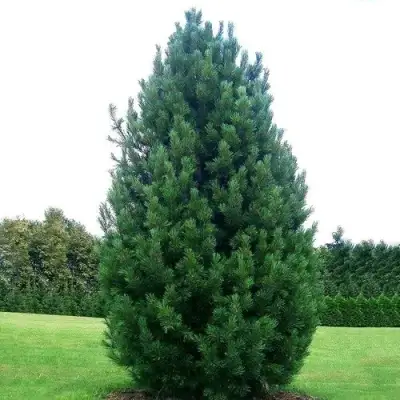 Сосна кедровая европейская в Гродно