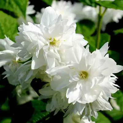 Жасмин ДАМ БЛАНШ в Гродно