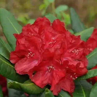 Рододендрон БУЗУКИ в Гродно