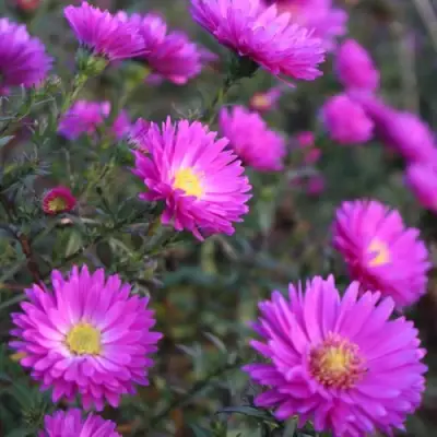 Астра КАРМИНКУППЕЛЬ в Гродно