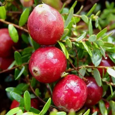 Клюква СТИВЕНС в Гродно