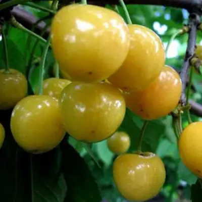 Черешня РОССОШАНСКАЯ ЗОЛОТАЯ в Гродно