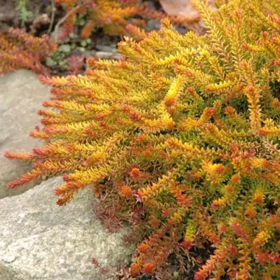 Водяника БЕРНШТЕЙН черная в Гродно