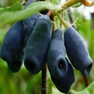 Жимолость съедобная НАРЫМСКАЯ в Гродно