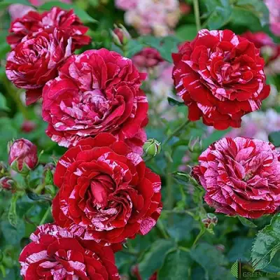 Роза ДИП ИМПРЕШН флорибунда в Гродно