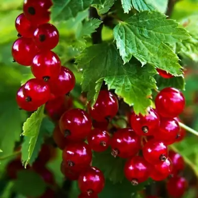 Смородина красная РОЛАН в Гродно