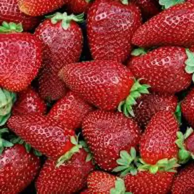 Клубника СКАЛА в Гродно