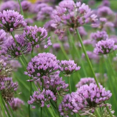 Лук угловатый в Гродно