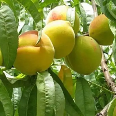 Персик СЕЯНЕЦ СТАРКА в Гродно