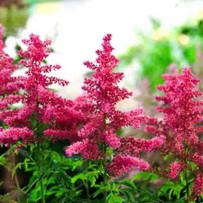 Астильба ЮНИК КАРМИН гибридная в Гродно