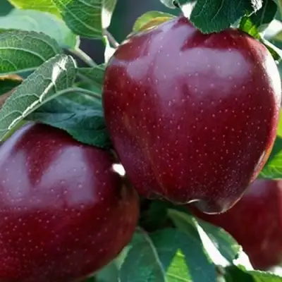 Яблоня РЕД ЧИФ в Гродно