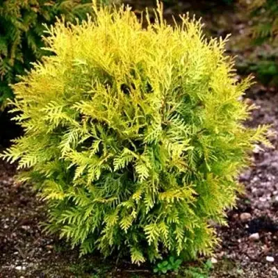 Туя ГЛОБОЗА АУРЕА западная в Гродно