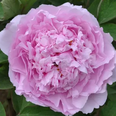 Пион ПРОЗРАЧНАЯ РОСА древовидный в Гродно