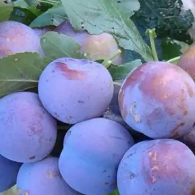 Слива НАГРАДА НЕМАНСКАЯ в Гродно