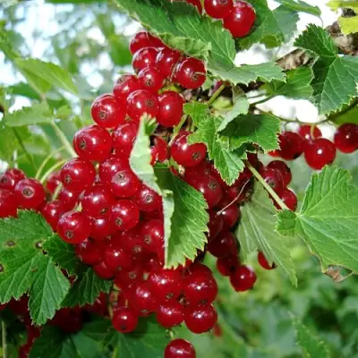 Смородина красная ГОЛЛАНДСКАЯ КРАСНАЯ в Гродно