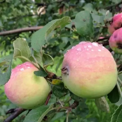 Яблоня УТРО в Гродно