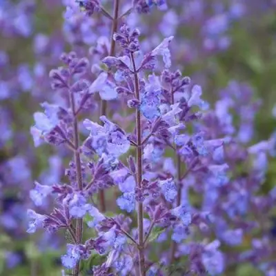 Котовник КИТ КЭТ фассена в Гродно