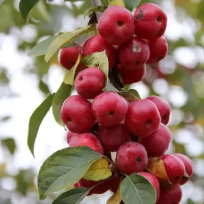 Яблоня РЕД ОБЕЛИСК колонновидная в Гродно