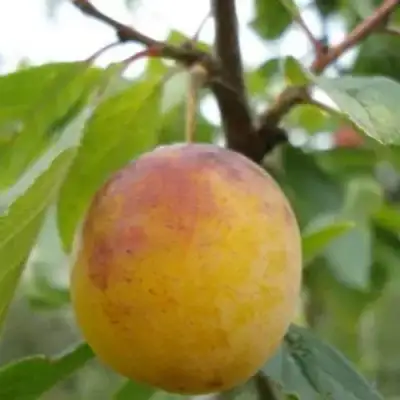 Слива ЯХОНТОВАЯ в Гродно