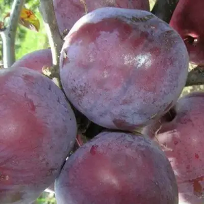 Слива ПАННА в Гродно