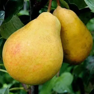Груша ВЕЛИКАЯ ЛЕТНЯЯ (БОЛЬШАЯ ЛЕТНЯЯ) в Гродно