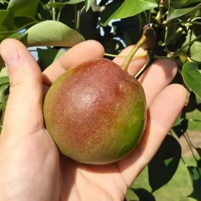 Груша КУПАЛА в Гродно