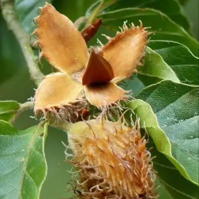 Бук обыкновенный в Гродно