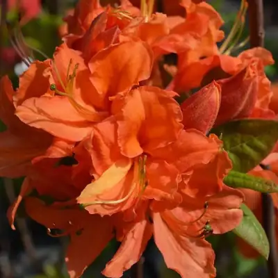 Азалия МАНДАРИН ЛАЙТС листопадная в Гродно