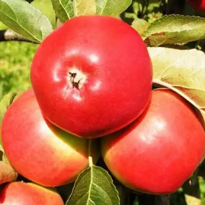 Яблоня СЯБРЫНА в Гродно