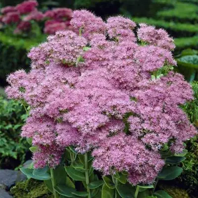 Очиток (седум) БРИЛЛИАНТ в Гродно