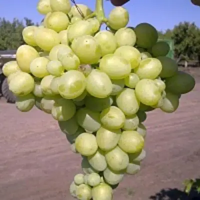 Виноград АРКАДИЯ в Гродно