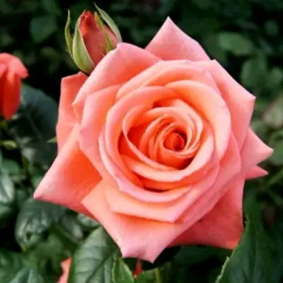 Роза ВАУ чайно-гибридная в Гродно