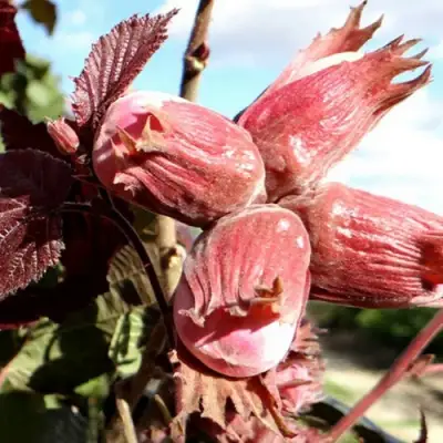 Фундук АЛЫЙ ПАРУС в Гродно
