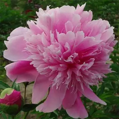 Пион ГОЛУБАЯ ХРИЗАНТЕМА травянистый в Гродно