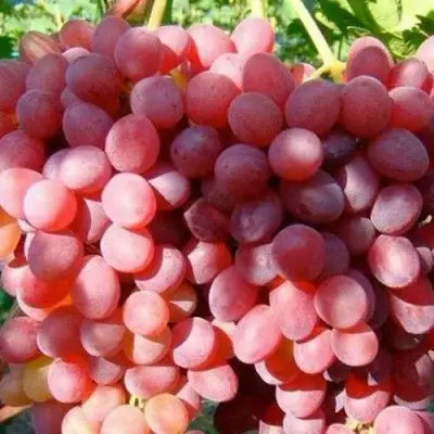 Виноград КИШМИШ КРАСНЫЙ в Гродно