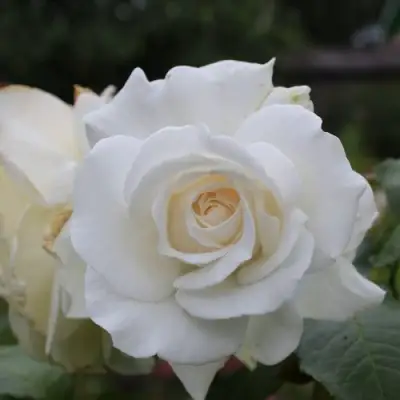 Роза АНАСТАСИЯ чайно-гибридная в Гродно