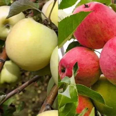 Комплект ЯБЛОЧНЫЙ ТАНДЕМ в Гродно