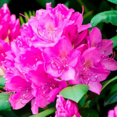 Азалия ПУРПУРТРАУМ японская в Гродно