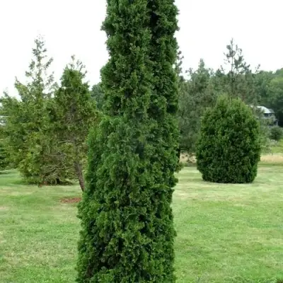 Туя ДЕГРУТ СПАЙР западная в Гродно