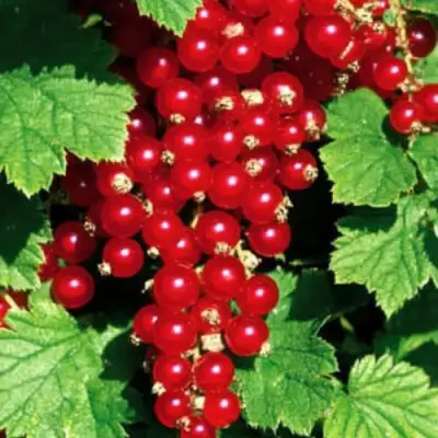 Смородина красная РЕД ЛЕЙК в Гродно