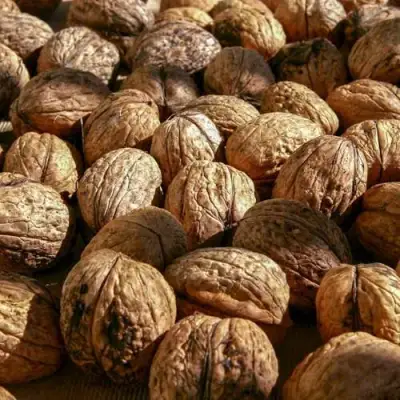 Грецкий орех ПИНСКИЙ в Гродно
