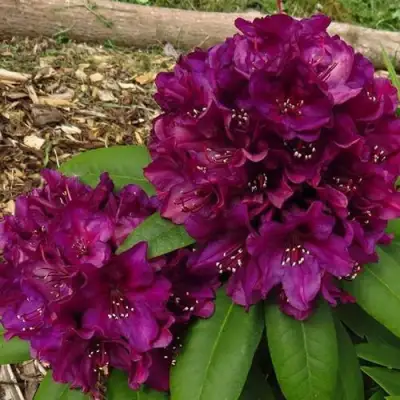 Рододендрон ПОЛАРНАХТ в Гродно