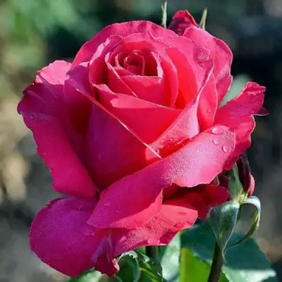 Роза ВИЕН РОУЗ чайно-гибридная в Гродно