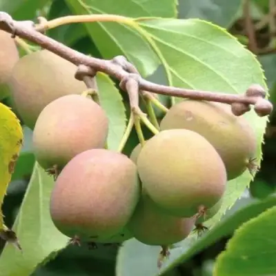 Актинидия ГИБРИДНАЯ КОЛБАСИНОЙ в Гродно
