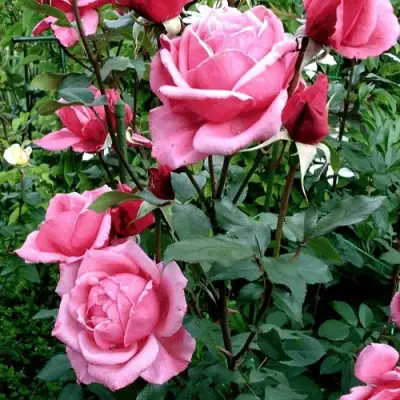 Роза ЭЙФЕЛЕВА БАШНЯ чайно-гибридная в Гродно