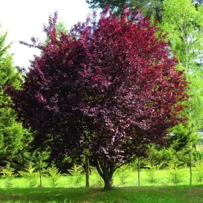 Слива НИГРА растопыреная в Гродно