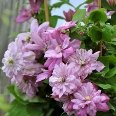 Клематис ИННОСЕНТ ГЛАНС в Гродно